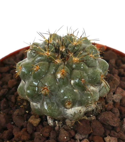 Copiapoa goldii x Copiapoa cinerea seltener sukkulenter Kaktus mit dunklen Stacheln und strukturiertem grünem Körper