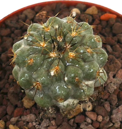 Copiapoa goldii x Copiapoa cinerea seltener Sukkulenten-Kaktus mit dunklen Dornen und abgerundeten Warzen
