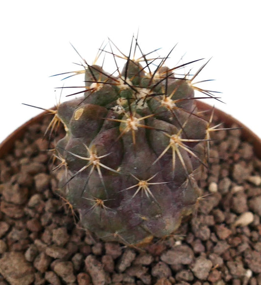 Copiapoa goldii x copiapoa cinerea var. brunispina sjelden sukkulent kaktus med mørke pigger og strukturert overflate