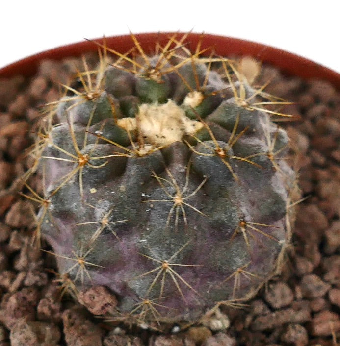 Copiapoa goldii x copiapoa humilis sjelden sukkulent kaktus med ullent topp og skarpe torner