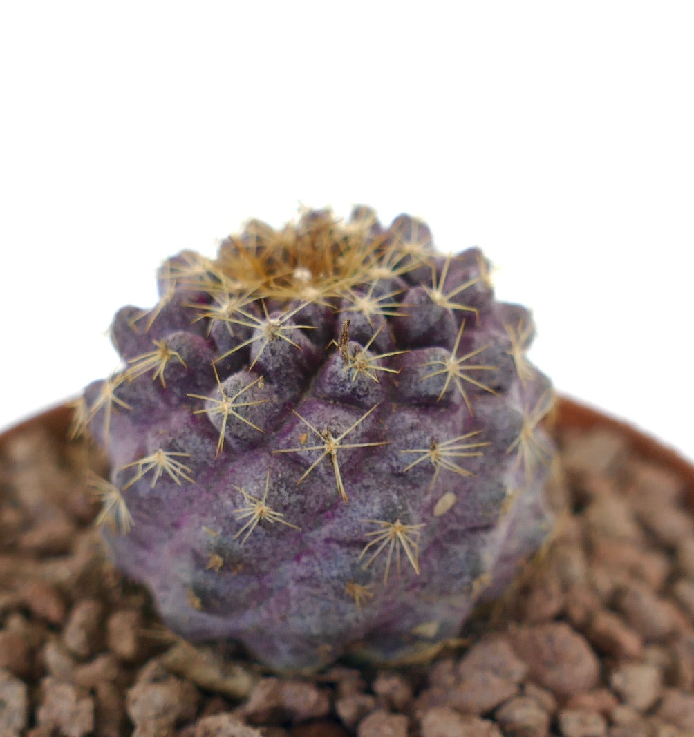 Copiapoa goldii x grieseoviolacea raro cactus succulento viola con sottili spine gialle in vaso