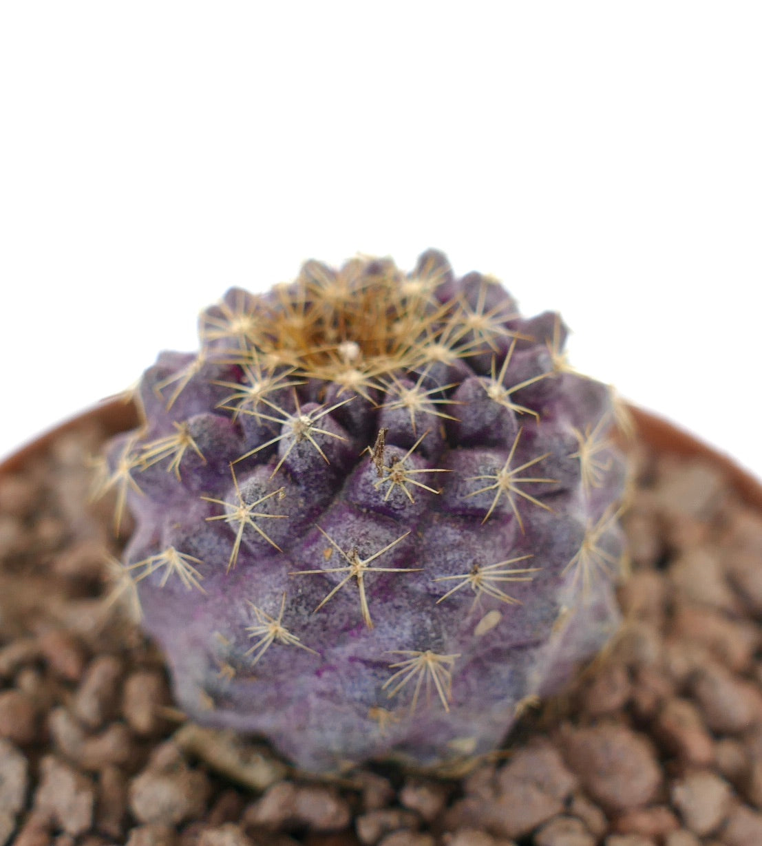 Copiapoa goldii x grieseoviolacea raro cactus viola con sottili spine gialle in terriccio