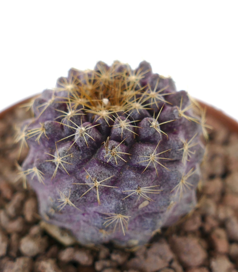 Copiapoa goldii x grieseoviolacea raro cactus viola con spine dorate e superficie strutturata