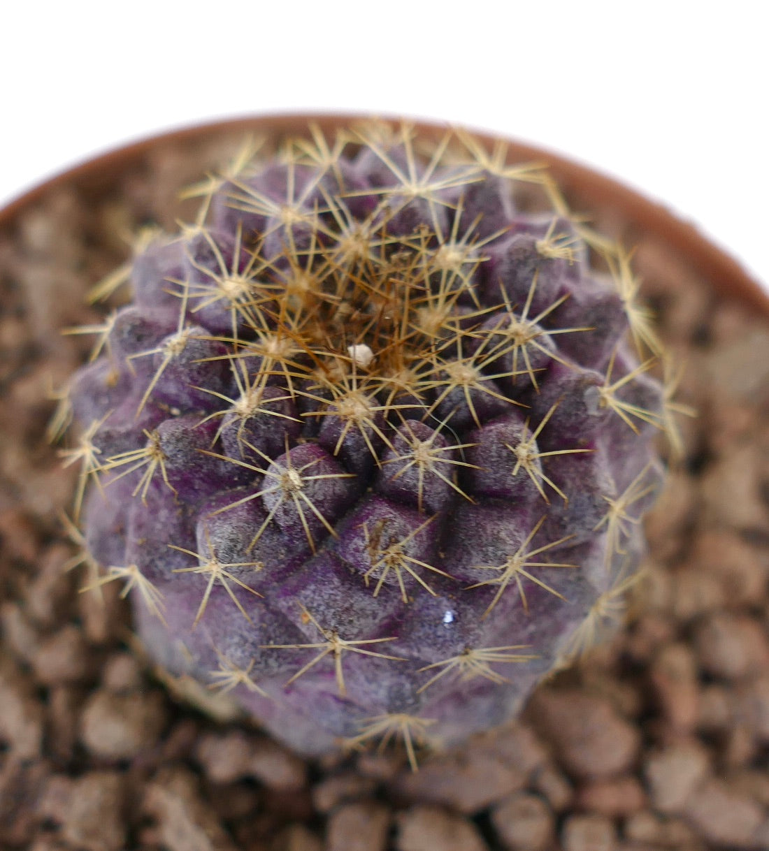 Copiapoa goldii x grieseoviolacea raro cactus viola con spine dorate e superficie strutturata