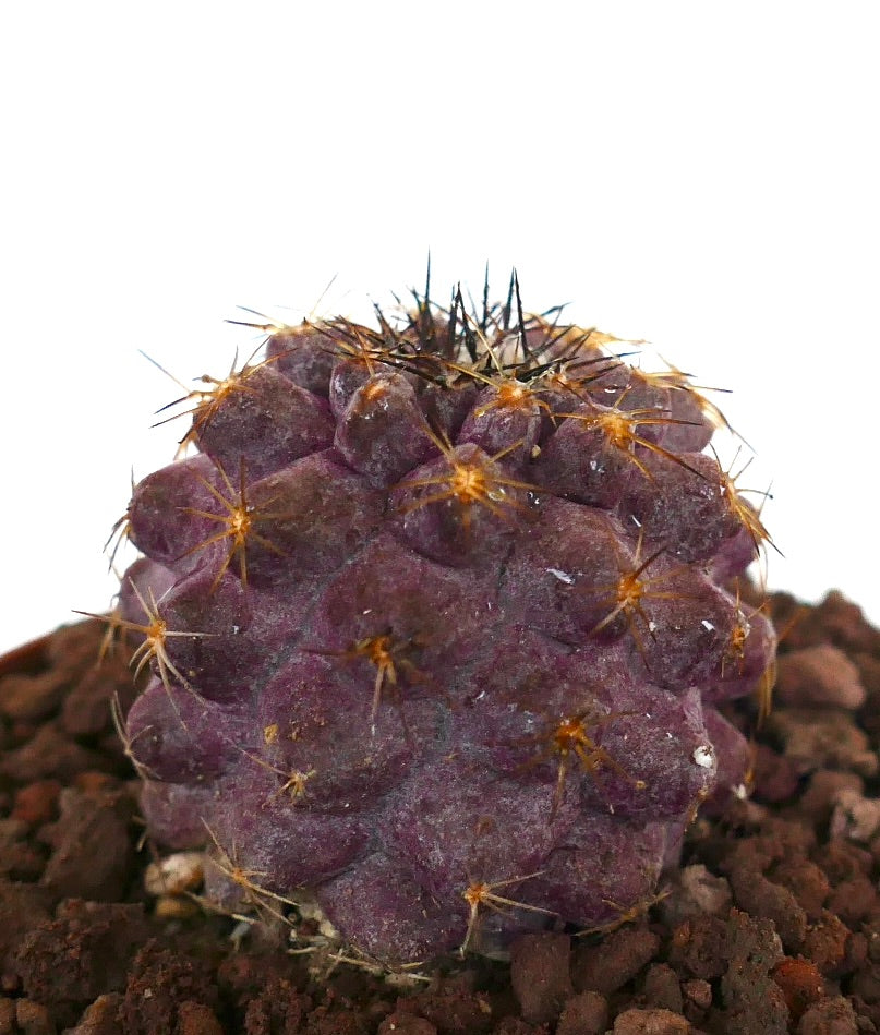 Copiapoa goldii x griseoviolacea seltener violetter Kaktus mit goldenen Stacheln und strukturiertem Körper