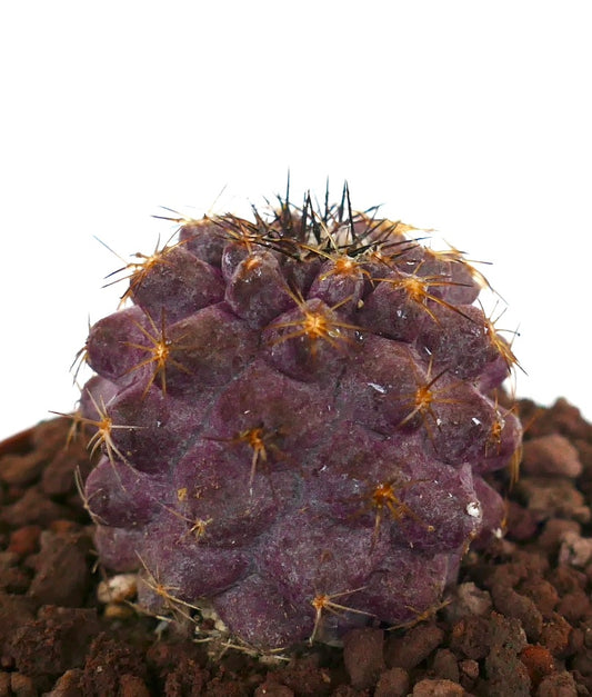 Copiapoa goldii x griseoviolacea seltener violetter Kaktus mit goldenen Stacheln und strukturiertem Körper