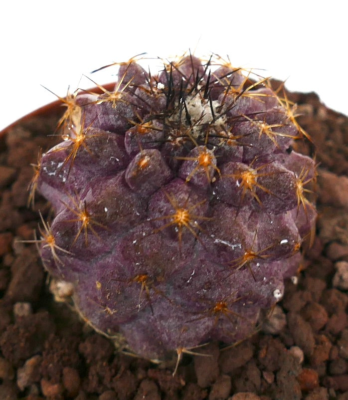 Copiapoa goldii x griseoviolacea seltener purpurfarbener Sukkulenten-Kaktus mit goldenen Stacheln und strukturierter Oberfläche