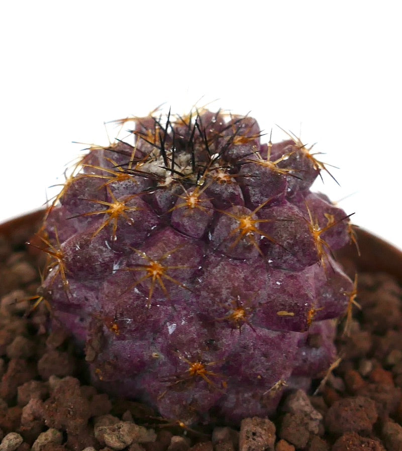 Copiapoa goldii x griseoviolacea seltener violetter Sukkulenten-Kaktus mit scharfen gelben und schwarzen Dornen