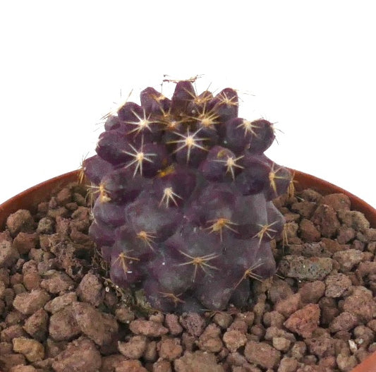 Copiapoa goldii x griseoviolacea seltene violette Sukkulente Kaktus mit gelben Stacheln im Topf