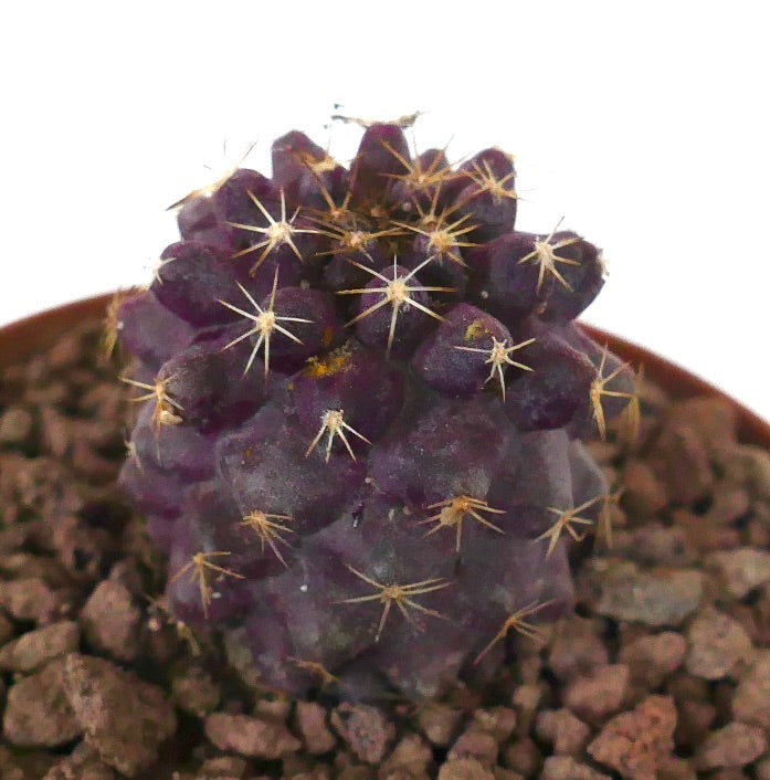 Copiapoa goldii x griseoviolacea seltener lila Sukkulenten-Kaktus mit kleinen gelben Dornen im Topf
