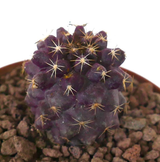 Copiapoa goldii x griseoviolacea seltener lila Sukkulenten-Kaktus mit kleinen gelben Dornen im Topf