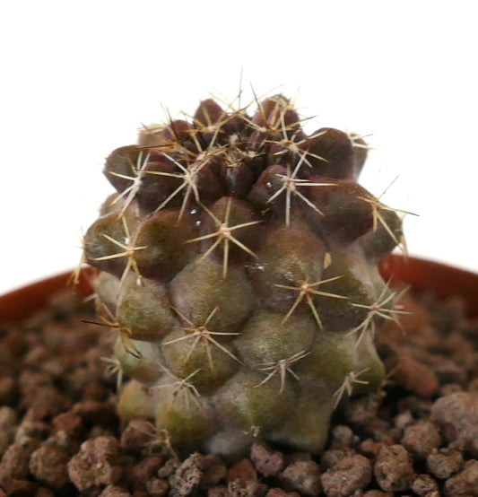 โคปิอาโพอา โกลดี้ x แฮเซลโตเนียนา กระบองเพชรขนาดเล็กหายาก ด้วยตุ่มสีน้ำตาล-เขียวและหนามแหลมคม