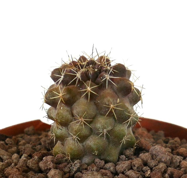 โคปิอาโพอา โกลดี้ x เฮเซลโตเนียนา กระบองเพชรอวบน้ำขนาดเล็กมีหนามหนาแน่นและติ่งเนื้อกลม