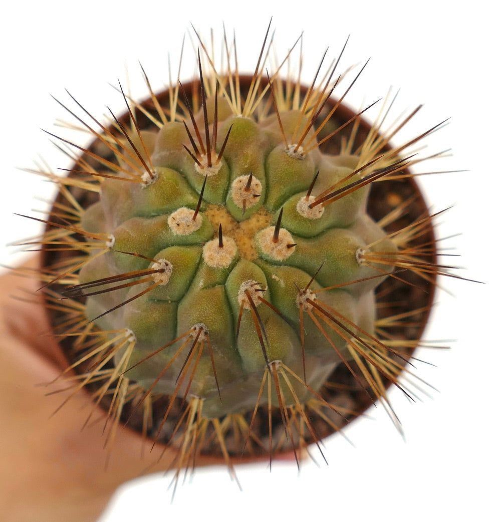 Copiapoa goldii x krainziana sjelden sukkulent kaktus med lange, skarpe brune torner og grønn kropp