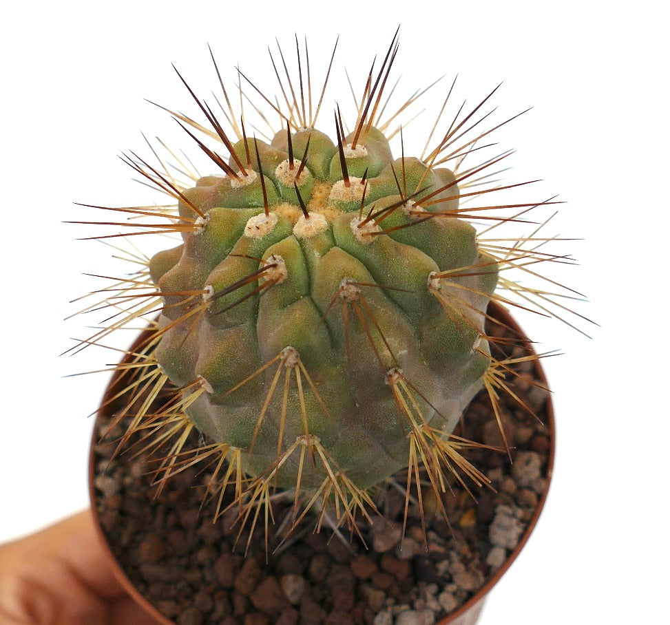 Copiapoa goldii x krainziana sjelden sukkulent kaktus med lange skarpe pigger og ribbet grønn kropp