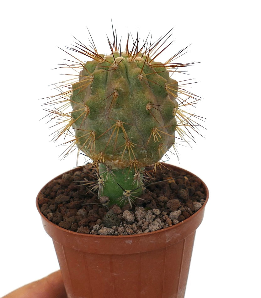 Copiapoa goldii x krainziana sjelden podet kaktus med fremtredende skarpe pigger i potte