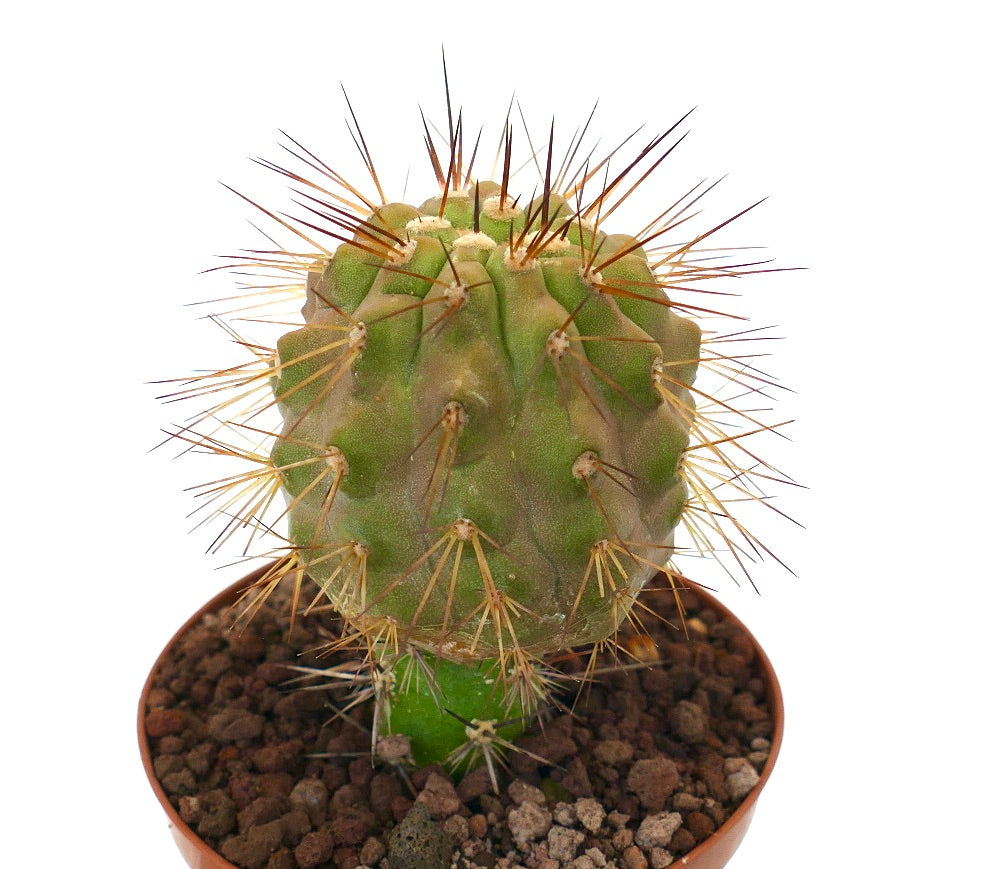 Copiapoa goldii x krainziana sjelden podet kaktus med fremtredende brune pigger og grønn ribbet kropp