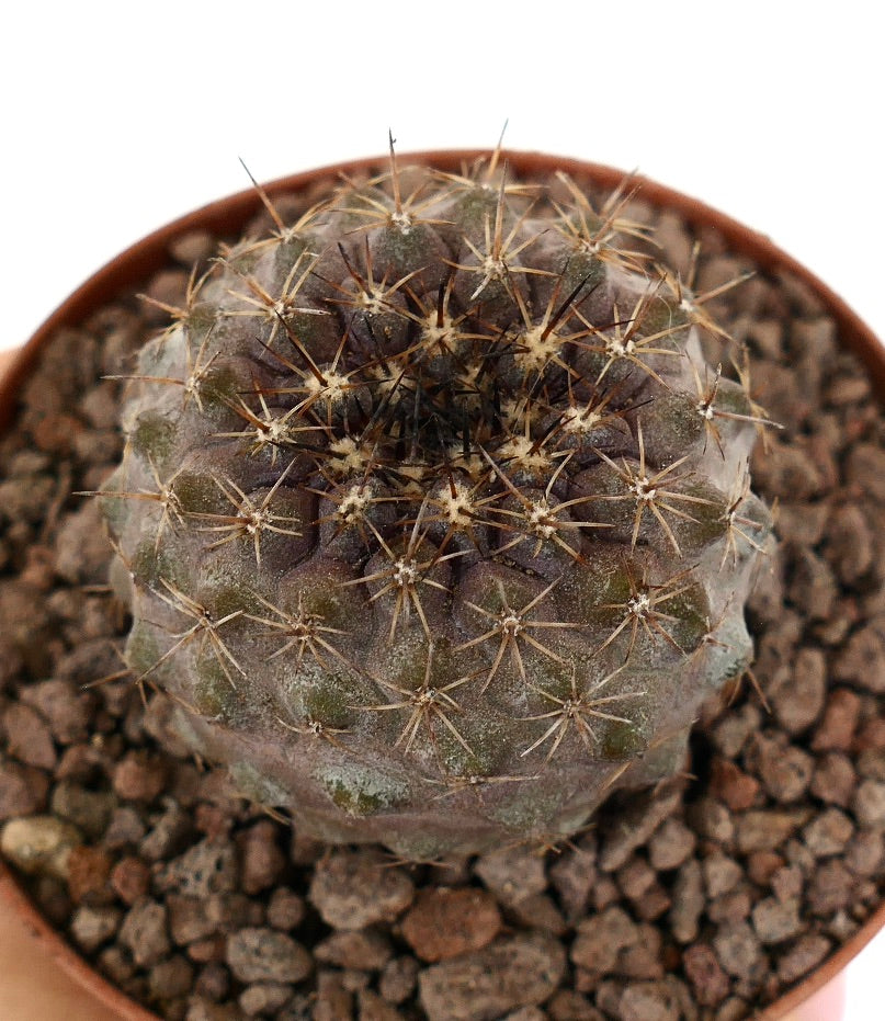 Zeldzame Copiapoa goldii x oliviana vetplant cactus met bruine doorns en afgeronde vorm