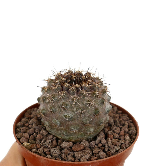Copiapoa goldii x oliviana liten rund saftig kaktus med brune pigger i potte