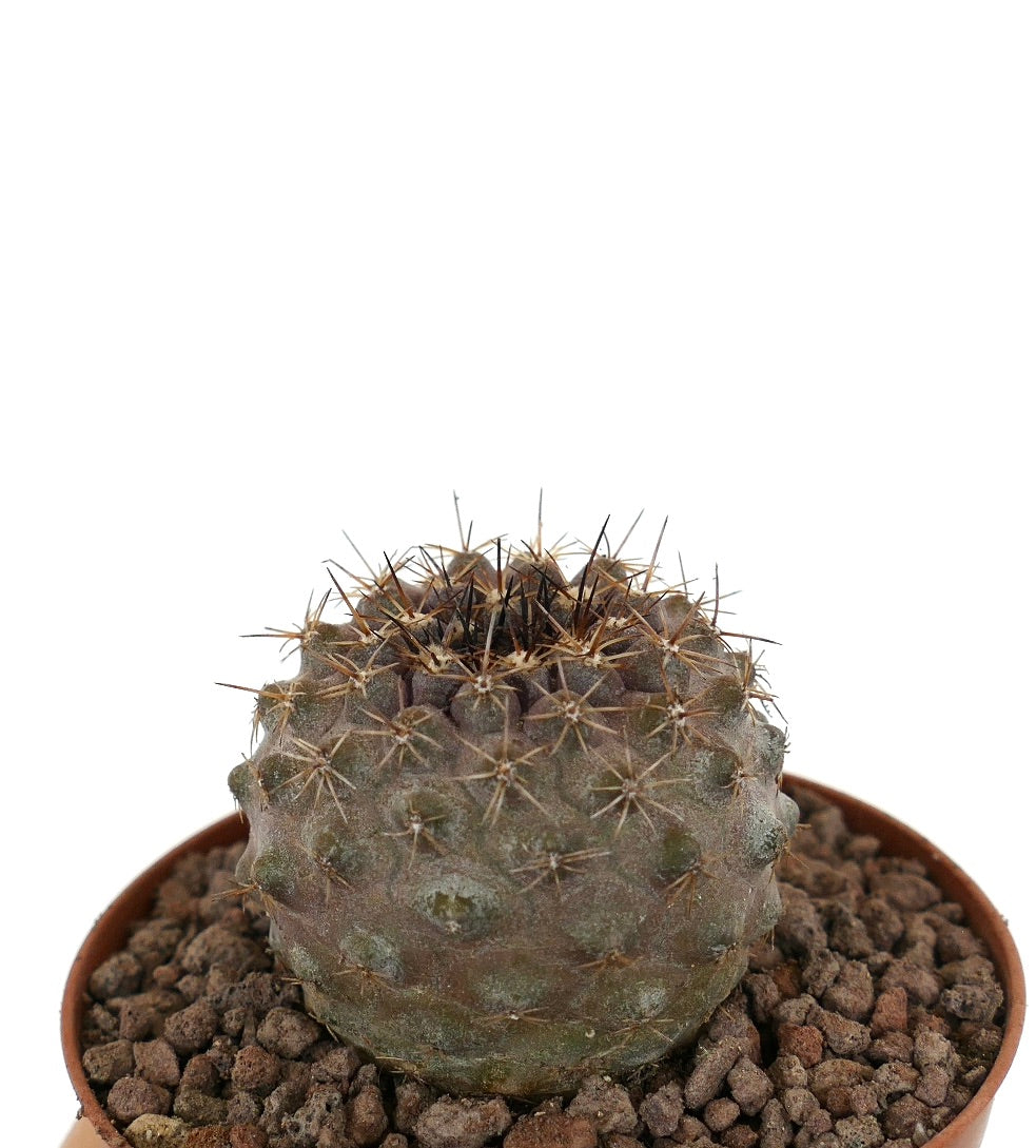 Copiapoa goldii x oliviana zeldzame ronde cactus met dichte bruine stekels en gestructureerd oppervlak in pot