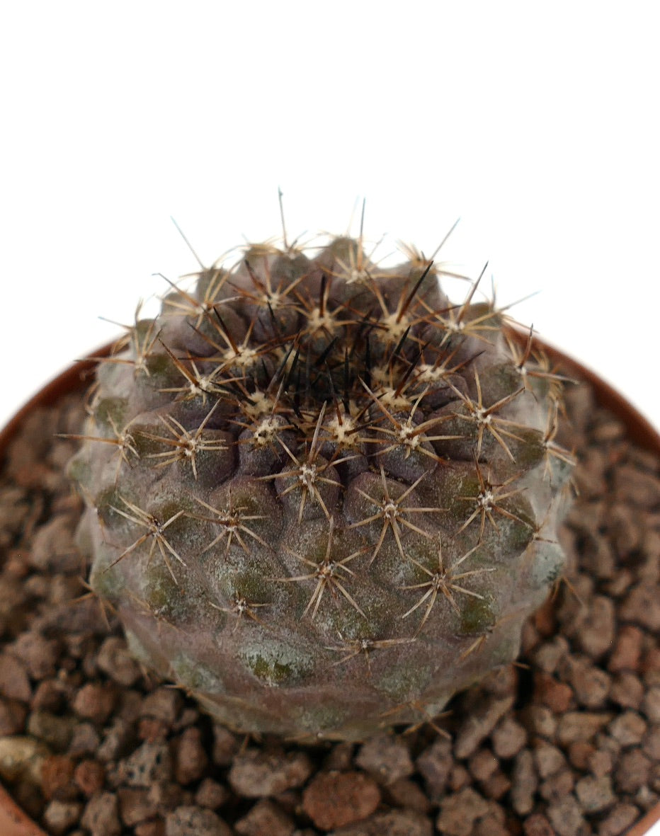 Kleine ronde cactus Copiapoa goldii x oliviana met dichte bruine stekels en gestructureerd oppervlak