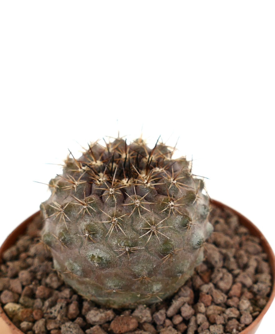 Copiapoa goldii x oliviana zeldzame ronde vetplant cactus met bruine stekels in pot
