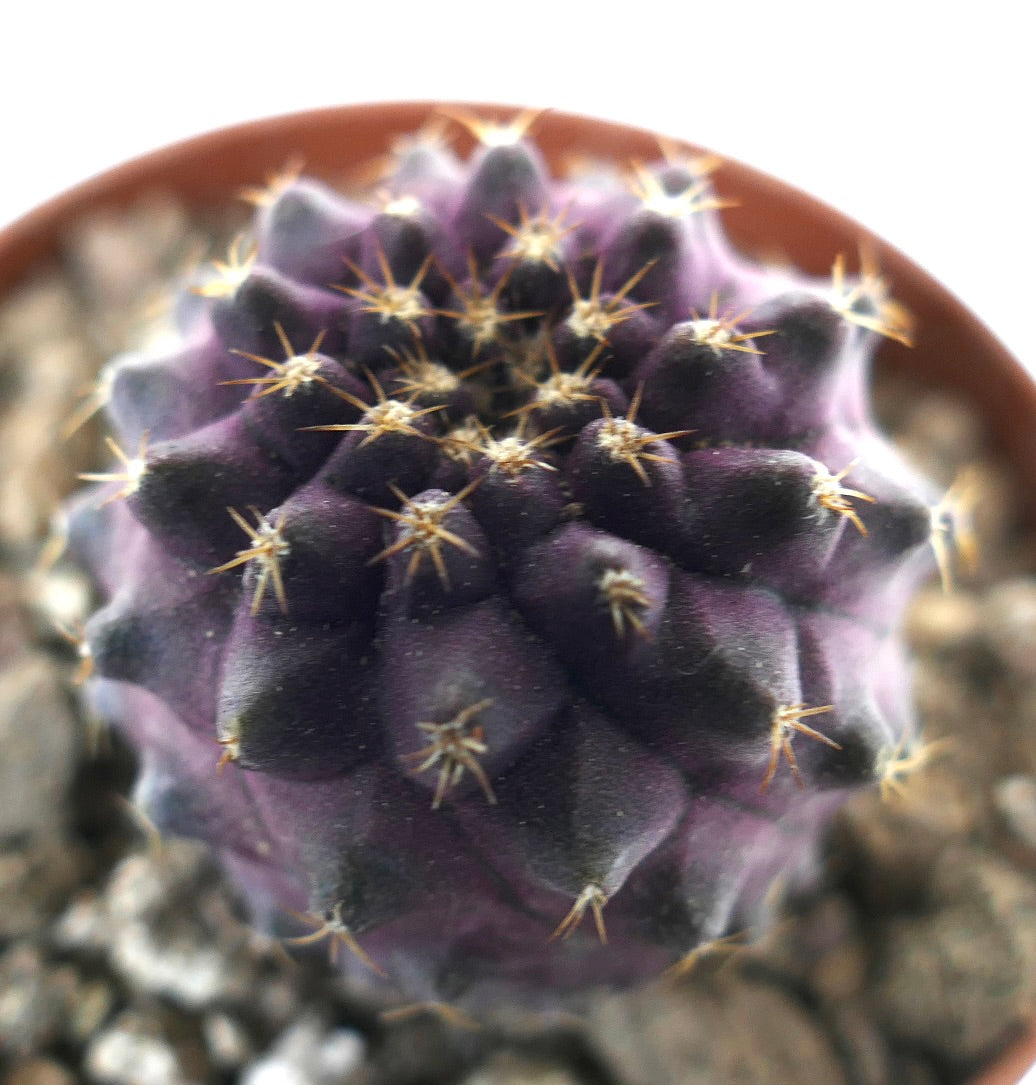 Copiapoa goldii x serpentisulcata rare purple succulent cactus with small golden spines close-up