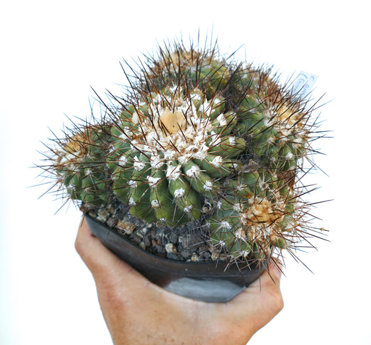 Copiapoa grandiflora SEEDS