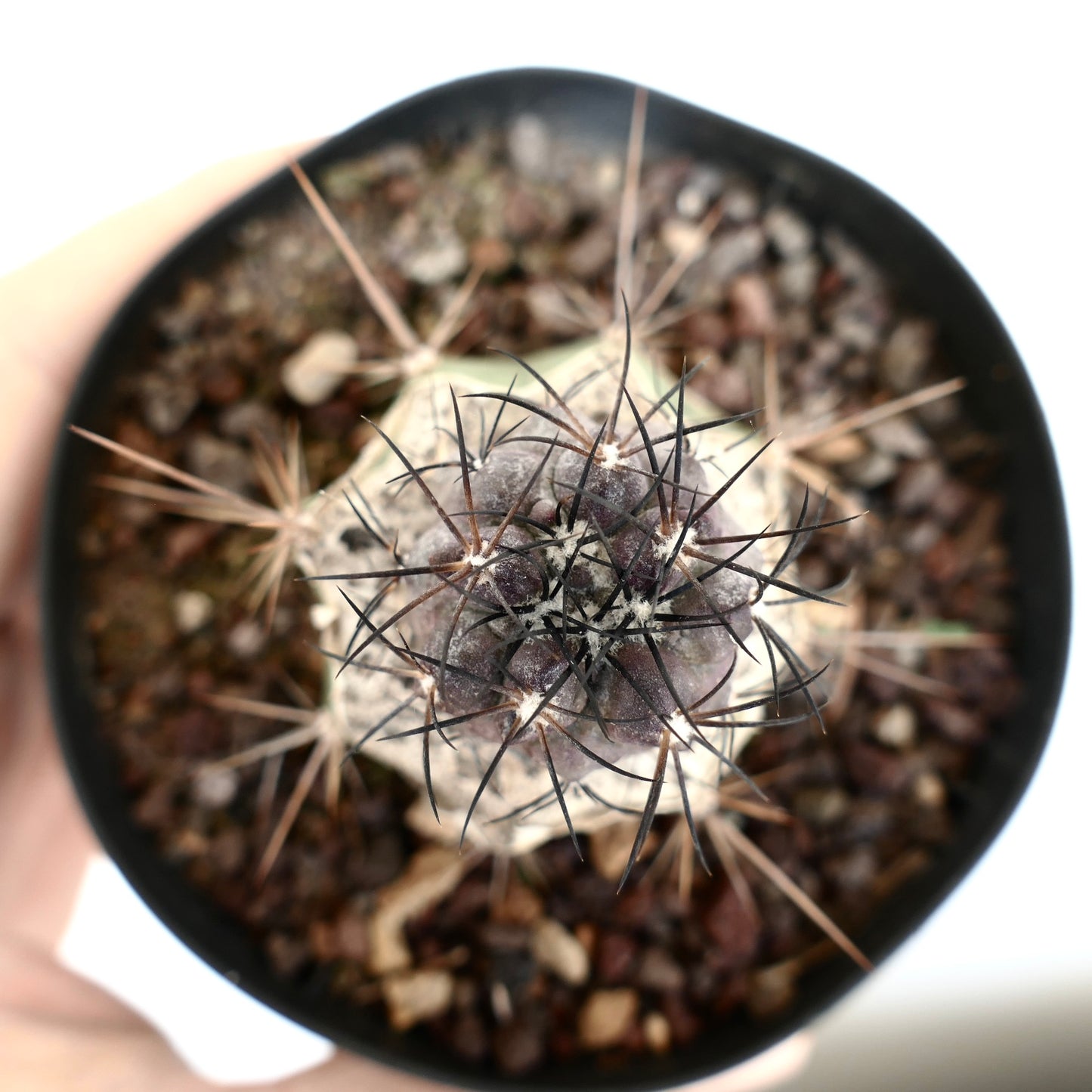 Copiapoa griseoviolacea