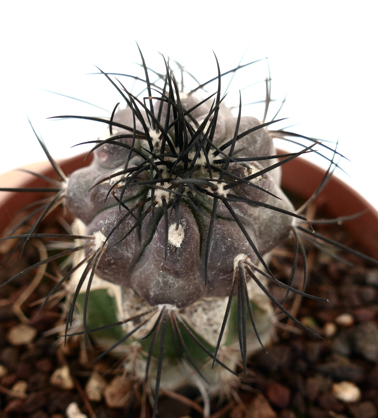 Copiapoa griseoviolacea