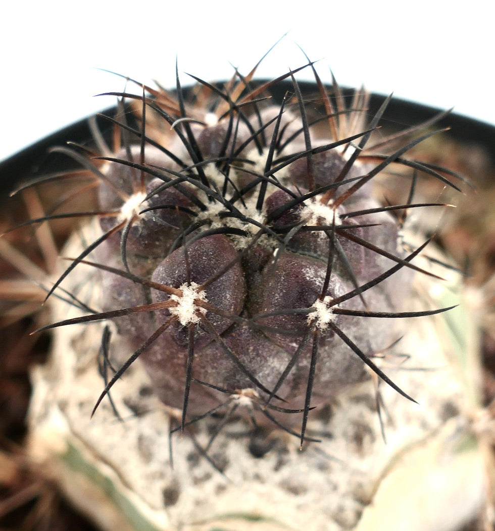 Copiapoa griseoviolacea