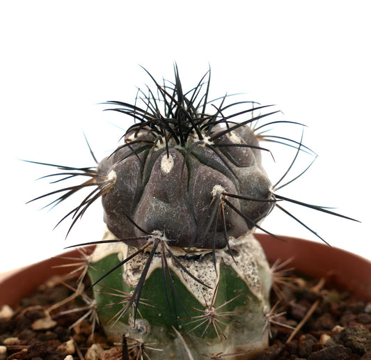 Copiapoa griseoviolacea