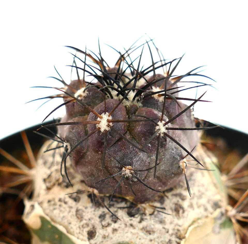 Copiapoa griseoviolacea