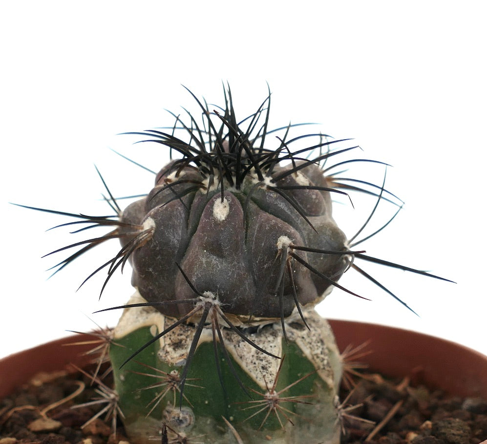 Copiapoa griseoviolacea