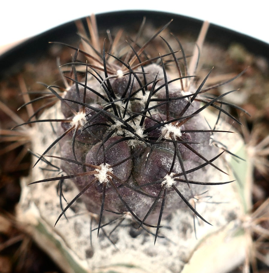 Copiapoa griseoviolacea