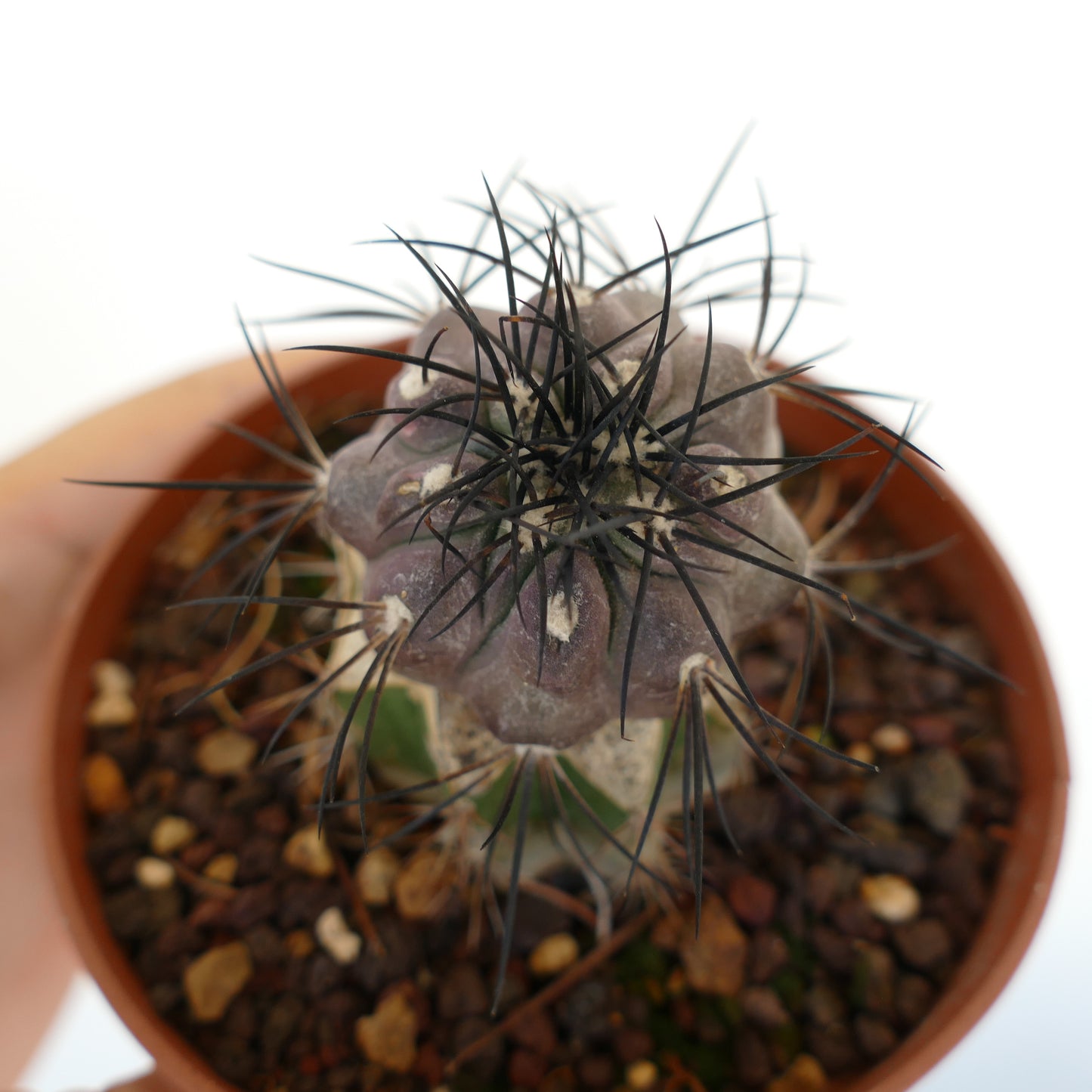 Copiapoa griseoviolacea