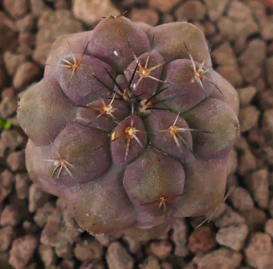 Copiapoa grieseoviolacea x cinerea seltene violette Sukkulente Kaktus mit scharfen Stacheln und runden Warzen