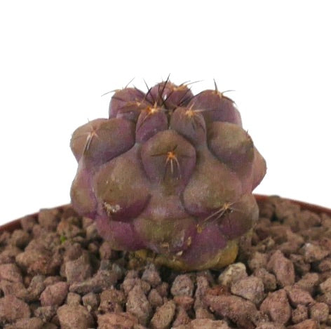Copiapoa grieseoviolacea x cinerea seltener lila sukkulenter Kaktus mit kleinen Stacheln und abgerundeten Warzen