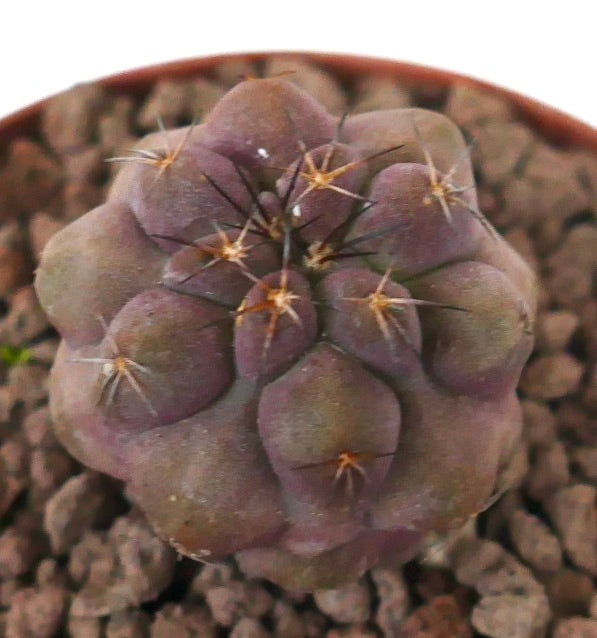 코피아포아 그리세오비올라세아 x 시네레아 희귀 다육 선인장 보라색 빛과 날카로운 가시 포함