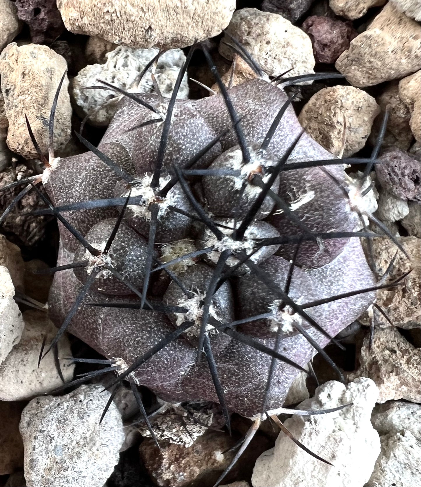 Copiapoa griseoviolacea