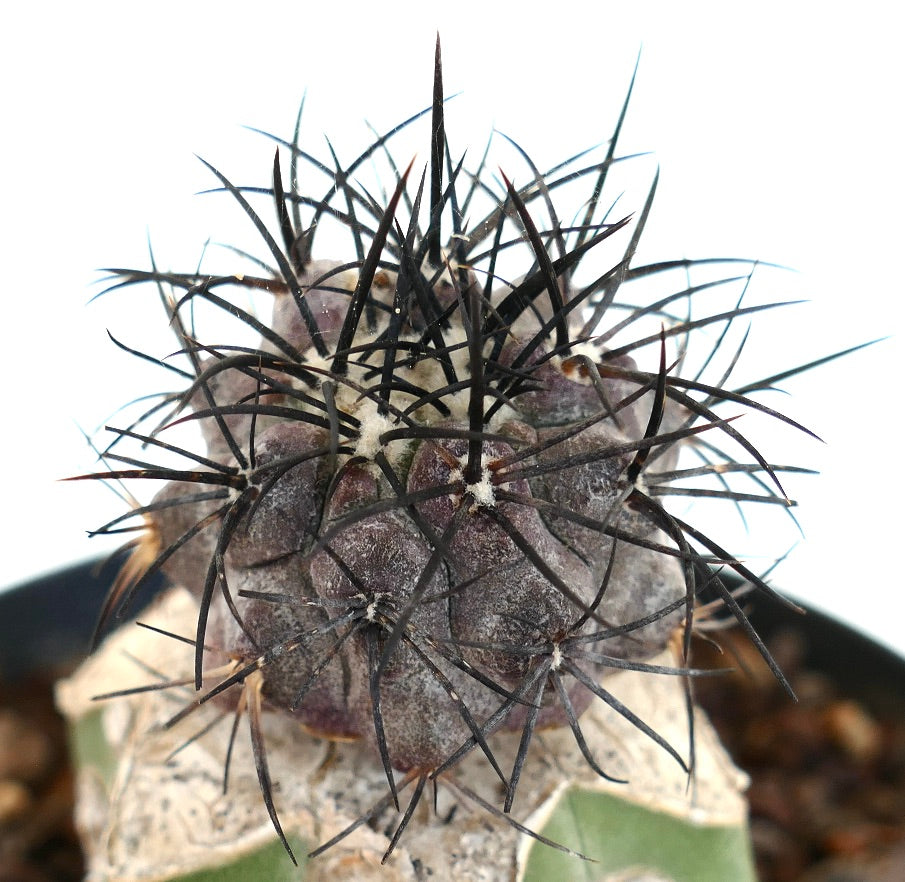 Copiapoa griseoviolacea