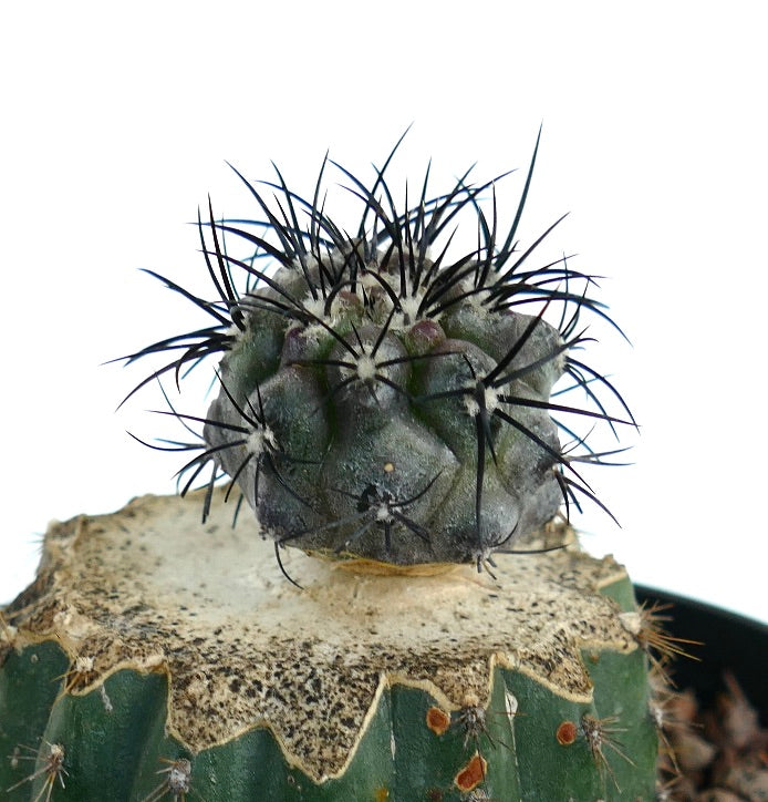 Copiapoa griseoviolacea