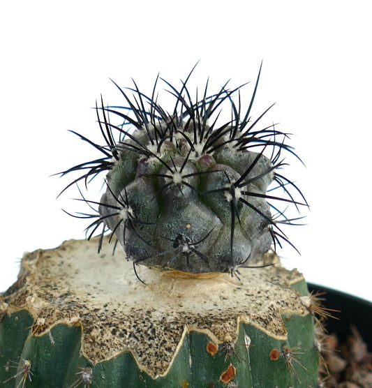 Copiapoa griseoviolacea