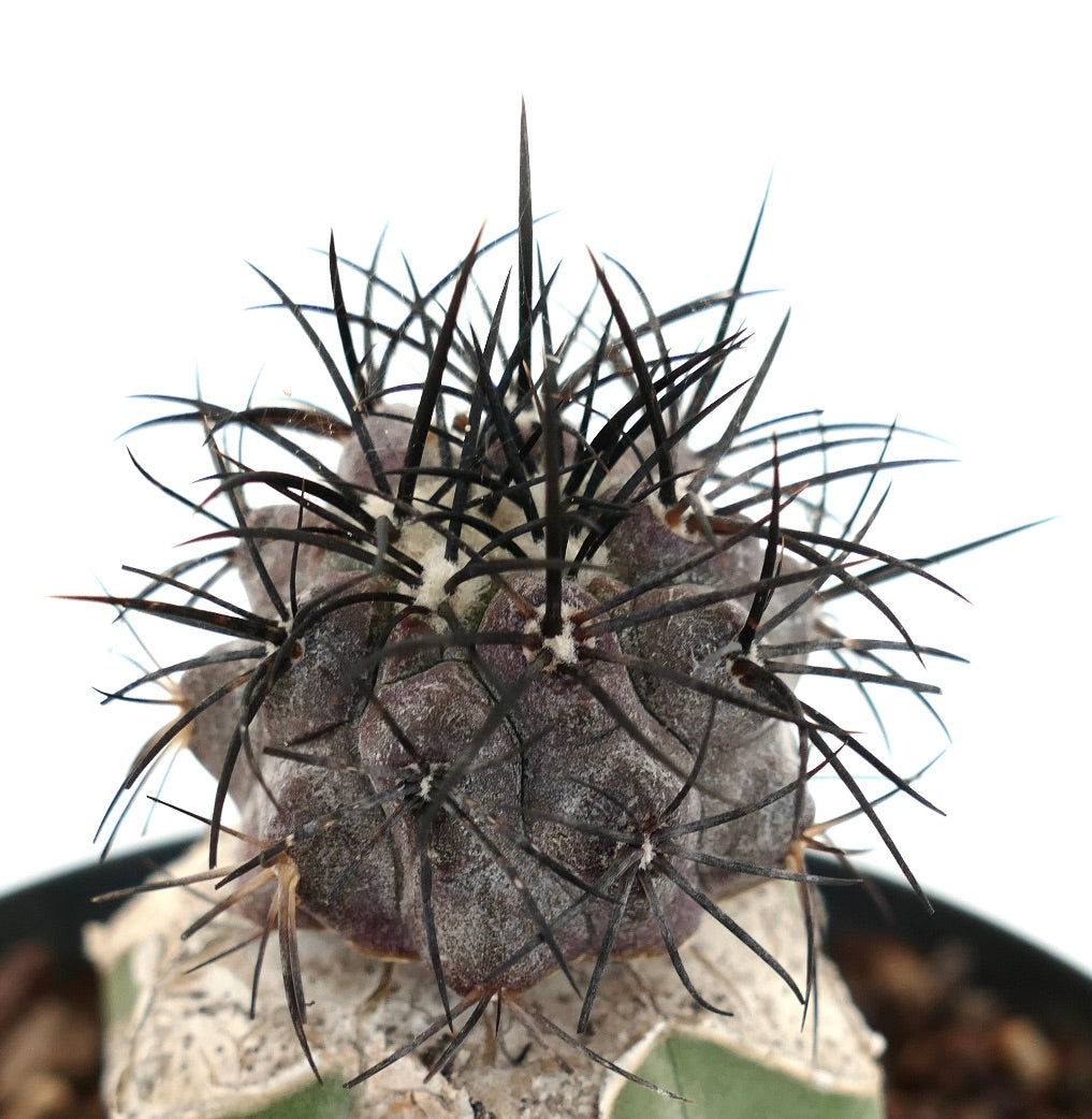 Copiapoa griseoviolacea