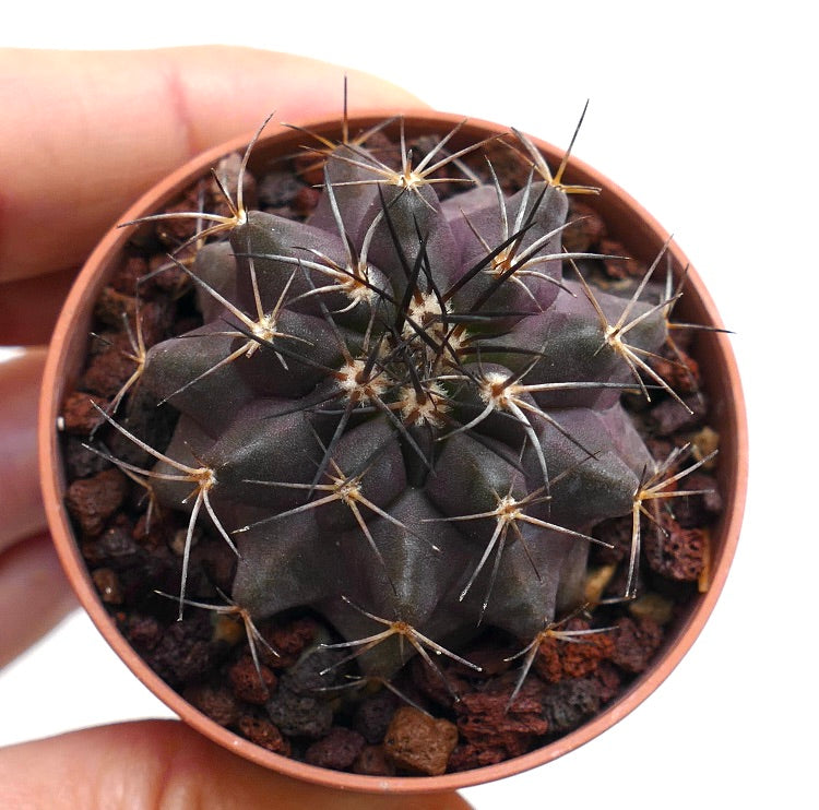 Copiapoa griseoviolacea