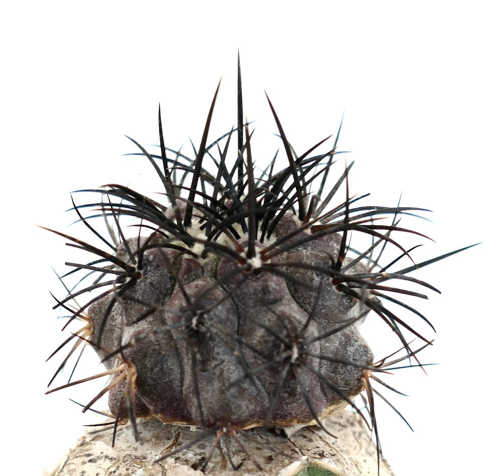 Copiapoa griseoviolacea