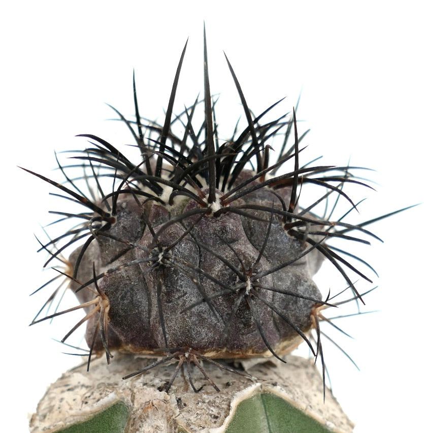 Copiapoa griseoviolacea