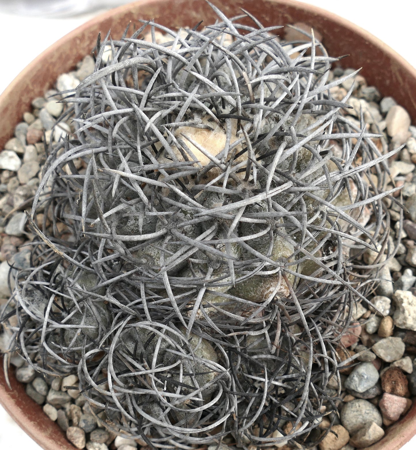 Copiapoa griseoviolacea SEEDS