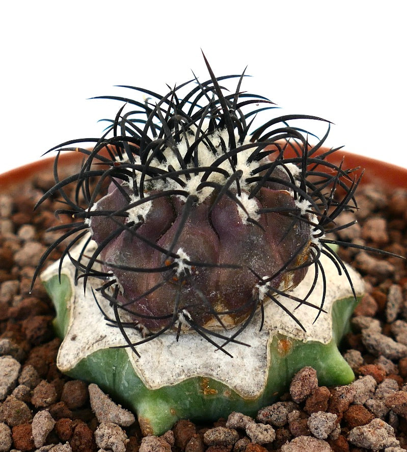 Copiapoa griseoviolacea rare cactus with dark spines and textured green base succulent