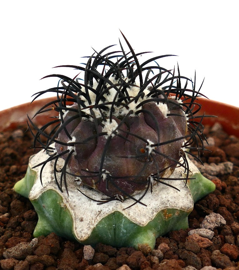 Copiapoa griseoviolacea rare cactus with dark spines and grafted green base succulent specimen